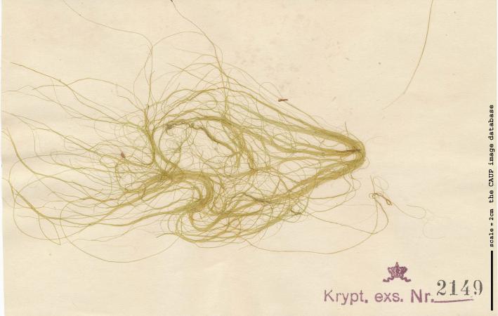 Urospora wormskioldii.jpg